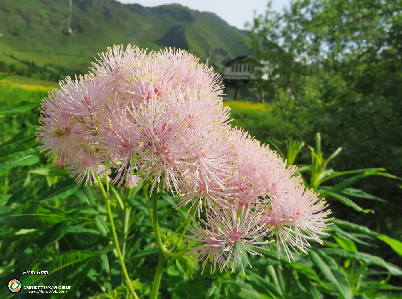 10 Thalictrum aquilegiifolium (Pigamo colombino).JPG